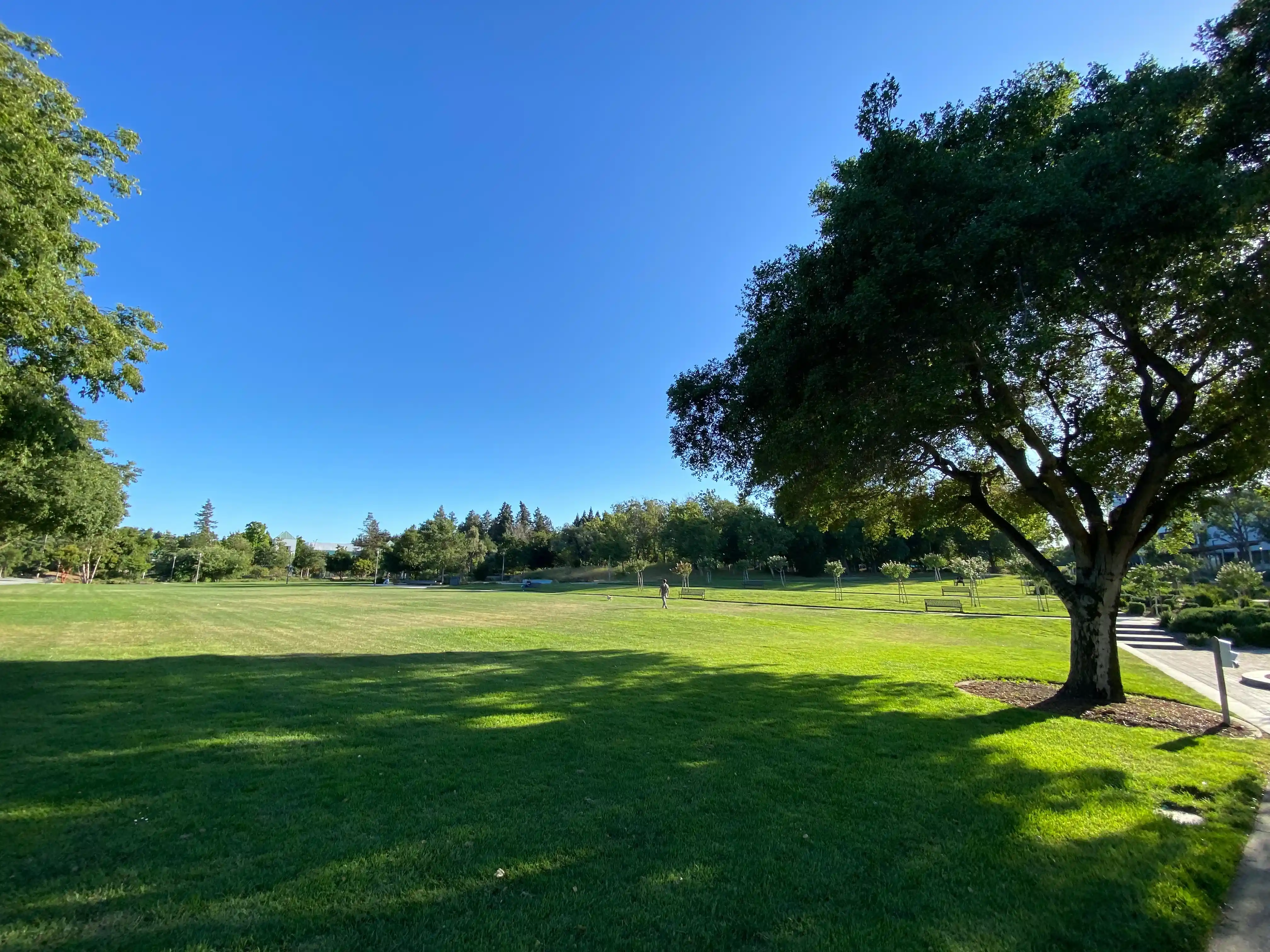 A large lawn surrounded by trees. 